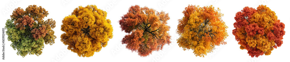 Poster vibrant autumn trees in sequence
