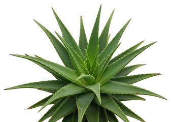 Fototapeta premium Vibrant green aloe vera plant with pointed leaves isolated on a white background