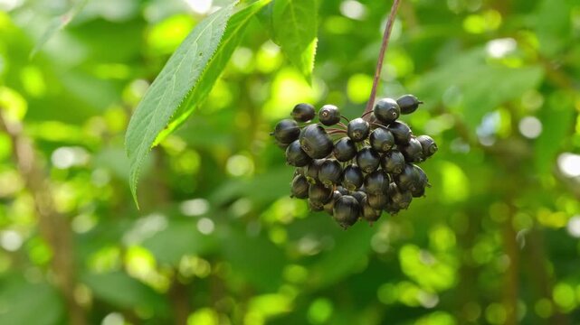 Branch with eleutherococcus fruits.
