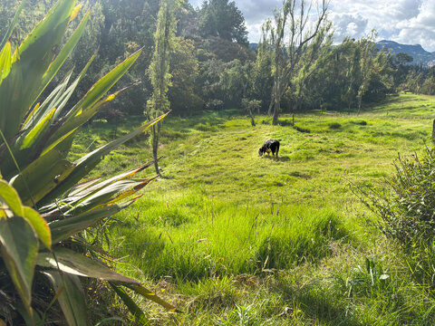 Cow grazing in lush green meadow with trees