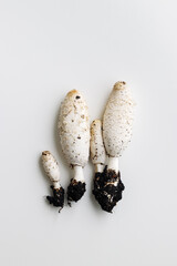 Shaggy ink cap mushrooms freshly harvested on white background, healthy natural food. Wild White edible mushroom common fungus as minimal style flat lay. Aesthetic top view photo, autumn season food