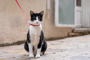  black and white blind cat with a red leash sits calmly on a stone path, showcasing its curious and relaxed demeanor. perfect for themes of urban pet life and feline charm