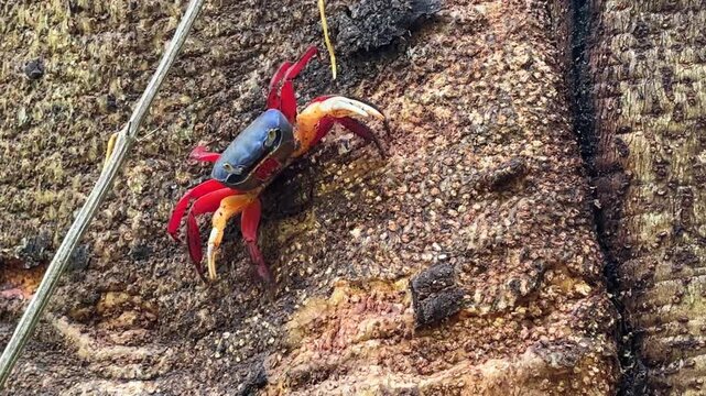 Colorful crab on sandy rock surface in tropical environment
