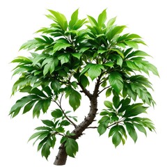 Obraz premium A vibrant green schefflera arboricola plant with a thick brown stem against a white background studio shot