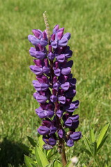 Lupine Gallery Blue (Lupinus polyphyllus) purple flower in garden in Montana