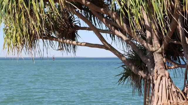 Close-up of a pandanus tree plant next to the ocean