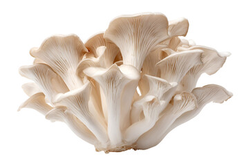 Fresh Oyster Mushrooms Closeup on Black Background
