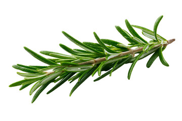 Fototapeta premium Fresh Rosemary Sprig Isolated on Black Background