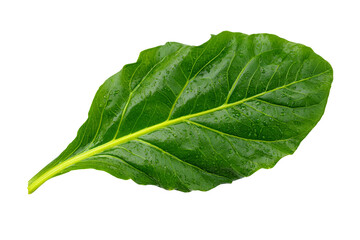 Obraz premium Dew-Covered Green Leaf Isolated on Black Background