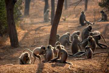 Northern Plains Gray Langur