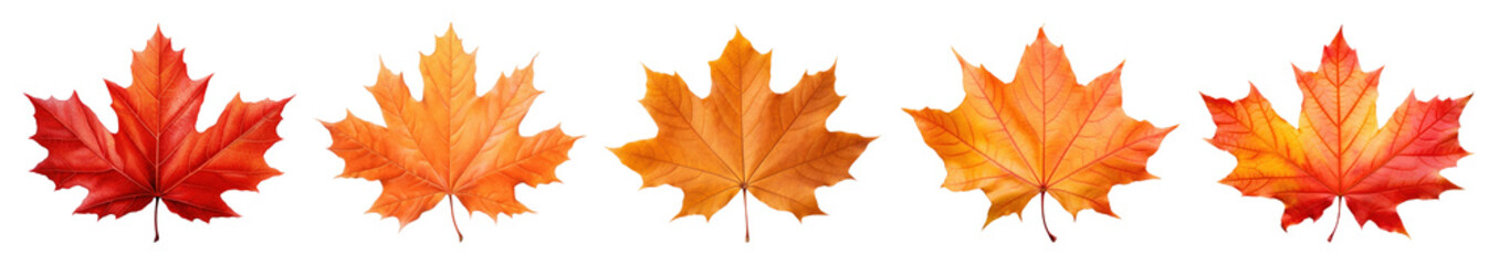 Fototapeta premium PNG Vibrant autumn maple leaves decoration, element set on transparent background