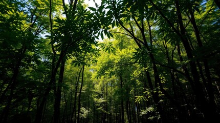 Lowangle shot of dense forest with tall trees green leaves and bright sunlight shining through the canopy