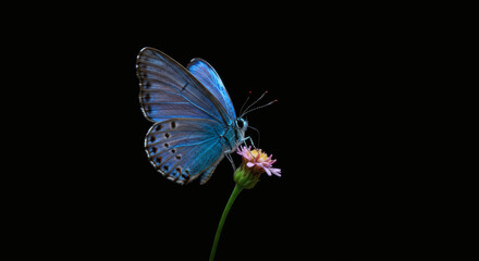 Macro shots, Beautiful nature scene. Closeup beautiful butterfly sitting on the flower in a summer garden.