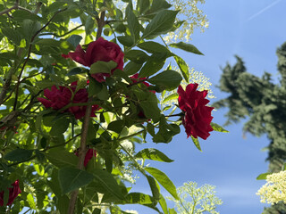 Roses Rosids Flower Love Red Yellow White Thorns Plant Shrub Spines Wild Roses Cultivated Roses Blossoms Bouquet Gift Valentine's Day Wedding Anniversary Meadow Gardener Water Spines Ornamental Plant 