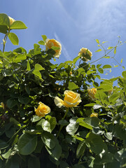 Roses Rosids Flower Love Red Yellow White Thorns Plant Shrub Spines Wild Roses Cultivated Roses Blossoms Bouquet Gift Valentine's Day Wedding Anniversary Meadow Gardener Water Spines Ornamental Plant 