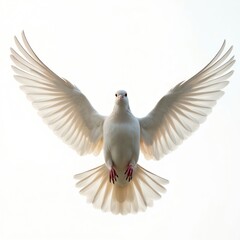 Majestic white dove spreads wings in graceful flight against bright white background. Feathers show delicate detail, soft texture, peace, love, purity in motion. Avian creature embodies freedom,