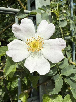 Rosaceae Ackerrose Hundsrose Rose Caninae Wildrose Heckenrose Heiderose field dog wild white pink heather rose nature pink White rosa floral Beautiful