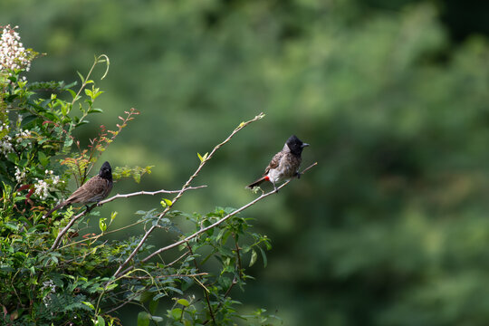 Two Red vented bulbul perched on a tree branch in natural habitat, with green leaves in the background.