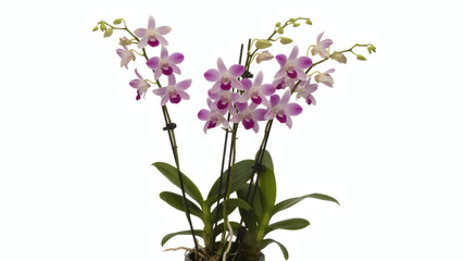High-resolution photo of a beautiful Dendrobium Nobile orchid, with elegant pink and purple blooms and green leaves, a botanical still life isolated on a clean white background