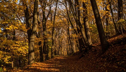 Obraz premium Musim gugur di hutan 