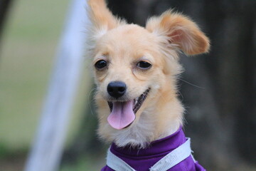 This is my little puppy playing in the park with his shirt on.. he is having so much fun and is so...