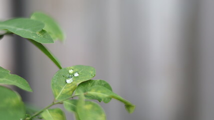 Fototapeta premium The dew drops on the leaves in the morning are like sparkling gems.