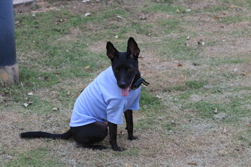 This is my little puppy playing in the park with his shirt on.. he is having so much fun and is so cute. 