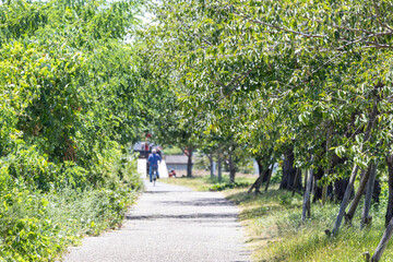 Fototapete bei efototapeten.de bestellen   