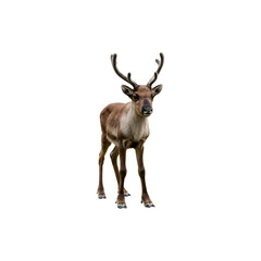 Wild Deer with Antlers &ndash; Majestic Forest Animal Standing Isolated on White Background
