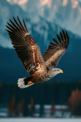 Obraz premium A majestic eagle soars through the crisp air against a backdrop of snow-covered peaks and forest below.
