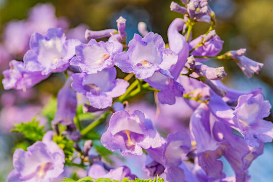 Flores de Jacaranda en la ciudad de M&eacute;xico