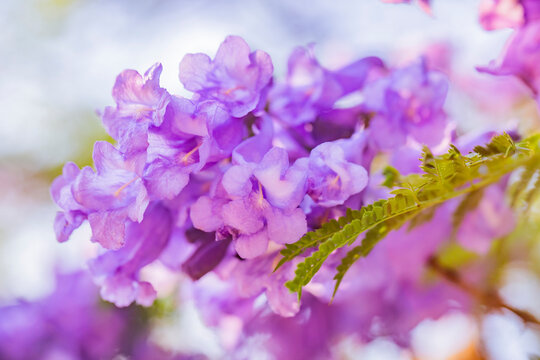 Flores de Jacaranda en la ciudad de M&eacute;xico