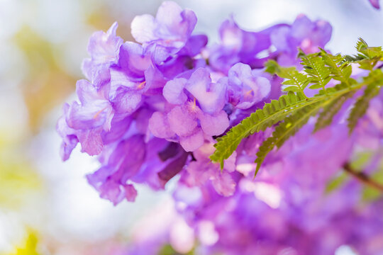 Flores de Jacaranda en la ciudad de M&eacute;xico