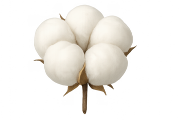 Close-up of cotton plant showing soft white fibers on transparent background