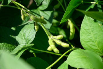 Soybean pods, Edamame, growing on a bush bean plant in a kitchen garden to provide fresh produce,...