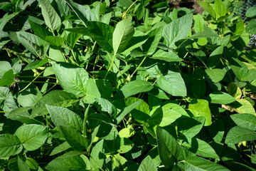 Looking down on a Soybean, Edamame, bush bean plant growing in a kitchen garden to provide fresh produce, raw organic food ingredients
