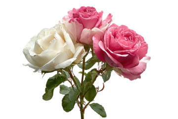 Close-up of three roses, two pale pink and one cream, on stems with leaves