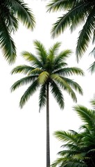 A single tall palm tree with green fronds against a bright white background tropical and serene view