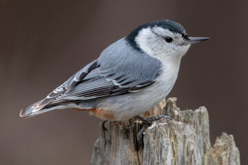 White Breasted Nuthatch Sitta carolinensis Perched on Tree Stump, Bird Wildlife Photography