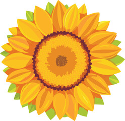Fototapeta premium sunflower isolated on white