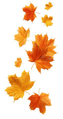 Fototapeta premium Falling autumn leaves in vibrant orange and gold