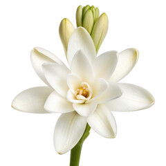 Single tuberose bloom isolated on transparent background