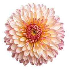 Peach dahlia bloom isolated on transparent background