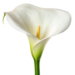 Calla lily isolated on transparent background
