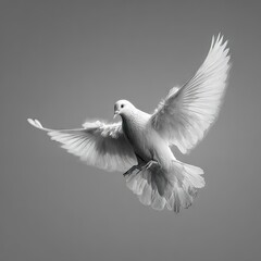 Fototapeta premium A majestic white dove in flight, wings outstretched against a muted gray backdrop
