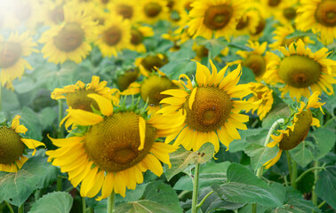 Beautiful yellow sunflowers, they will turn to follow the sun.