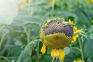 Beautiful yellow sunflowers, they will turn to follow the sun.