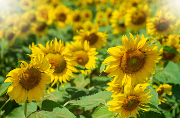 Beautiful yellow sunflowers, they will turn to follow the sun.
