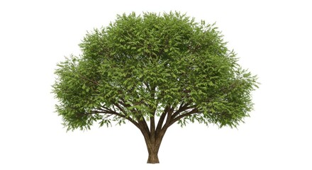 Perfectly Formed Green Deciduous Tree with a Lush, Spreading Canopy Isolated on White