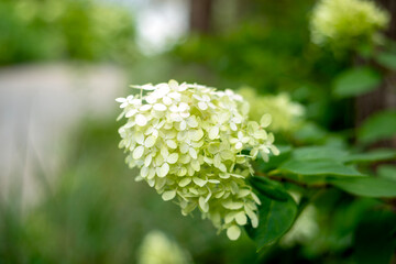 Peaceful Autumn Forest with Golden Leaves Artwork
